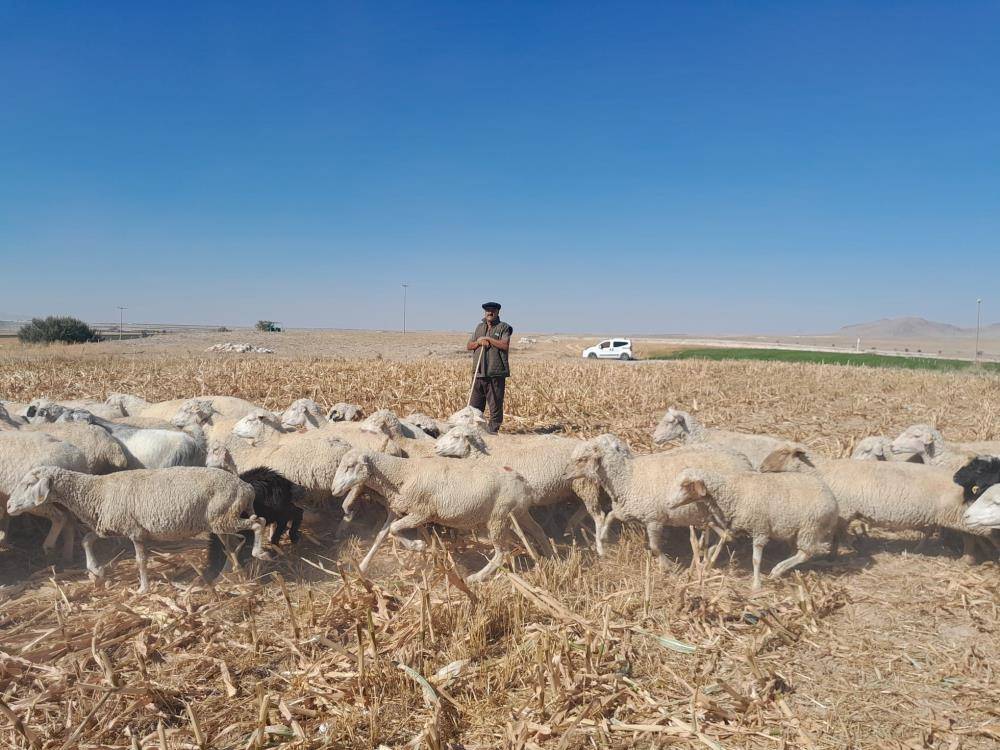 Konya’da sessizliği kuzular bozdu 4